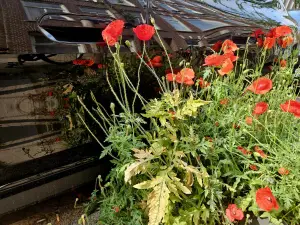 Christy 01 Poppys